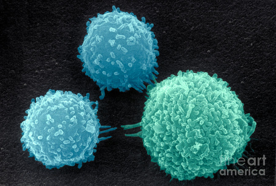 Macrophage And Two Lymphocytes Photograph by David M. Phillips