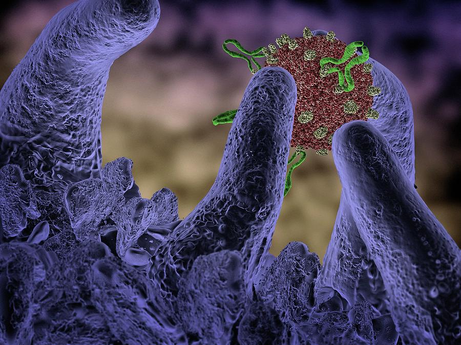 Macrophage And Virus Photograph by Tim Vernon / Science Photo Library