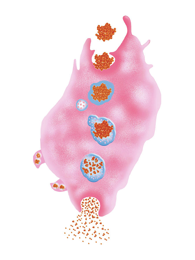 Biology Photograph - Macrophage Digesting Antigen by Asklepios Medical Atlas