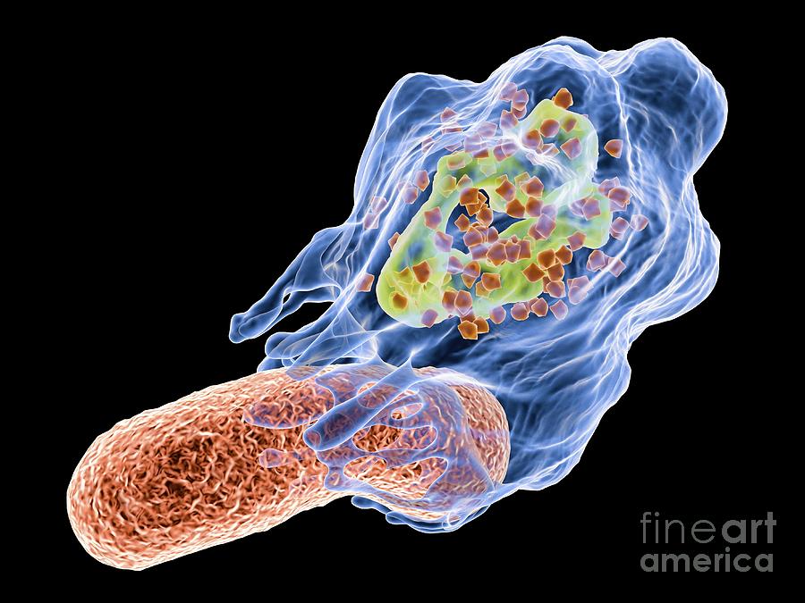 macrophage-feeding-bacteria-artwork-photograph-by-alfred-pasieka