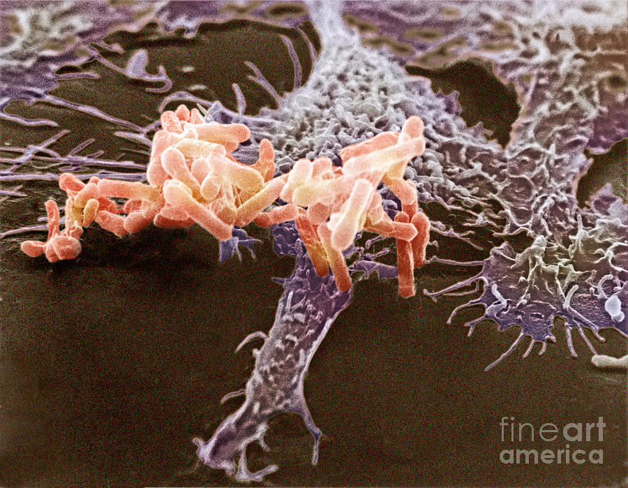Macrophage Ingesting Pseudomonas Photograph by David M. Phillips
