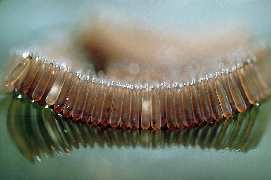 Macrophoto Of An Egg Raft Of The Mosqito Photograph by Martin Dohrn/science Photo Library