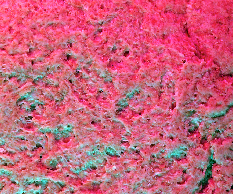 Macrophoto Of Bread Dough Rising During Baking Photograph by Adam Hart-davis/science Photo Library