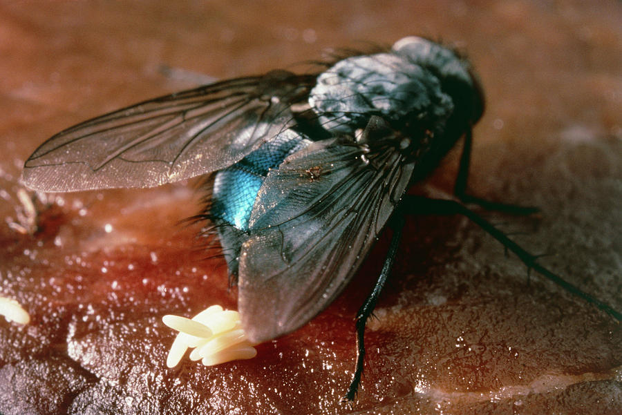 Macrophoto Of Female Bluebottle Fly Laying Eggs Photograph by Dr Jeremy