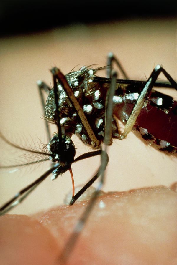 Macrophoto Of Female Yellow Fever Mosquito Photograph by Martin Dohrn ...