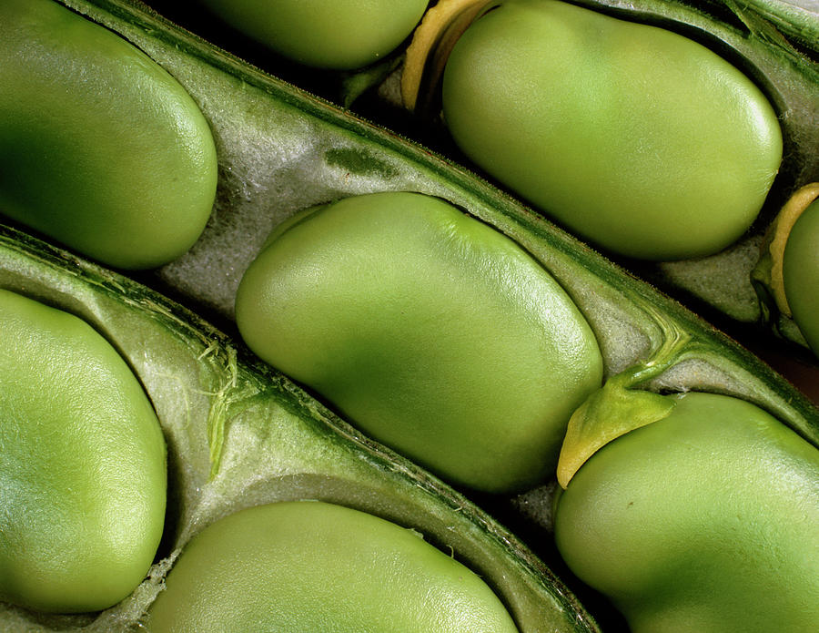 Macrophoto Of Seeds Of The Broad Bean Photograph by Adam Hartdavis