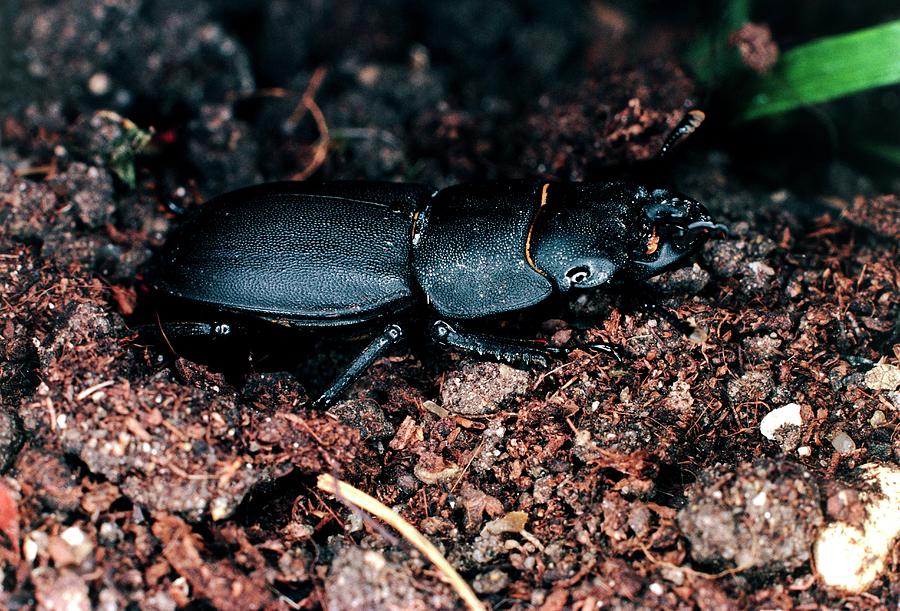 Wildlife Photograph - Macrophoto Of The Lesser Stag Beetle by Dr Jeremy Burgess/science Photo Library.