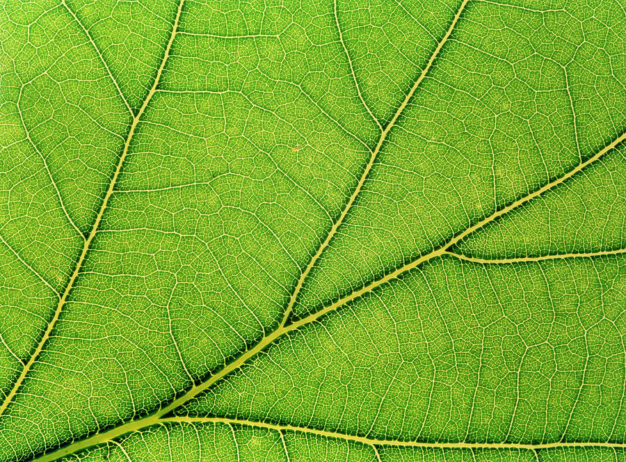 Macrophoto Of Veins In A Lime Tree Photograph by Adam Hart-davis ...