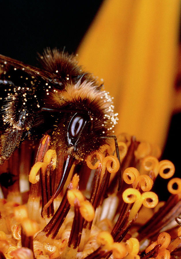 Macrophoto Of Worker Bumble Bee Photograph by Dr Jeremy Burgess/science Photo Library