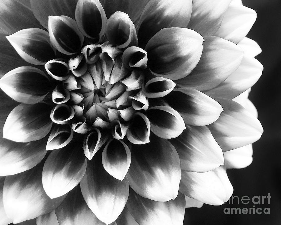 Black And White Photograph - Mad About You by Kathi Mirto