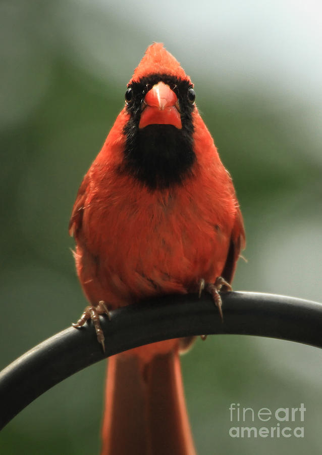 Mad Cardinal Photograph by Heidi Farmer