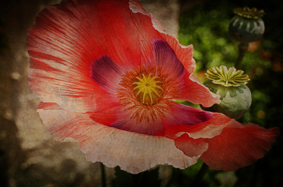 Mad for Poppy Photograph by Terry Rowe