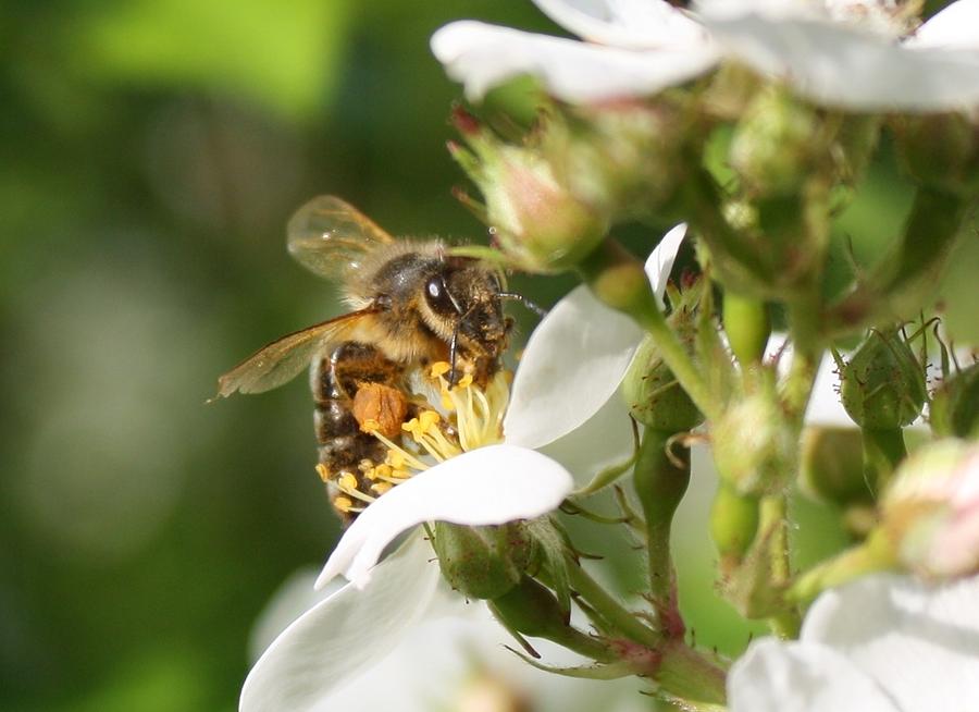 Mad Honeybee Photograph by Lucinda VanVleck
