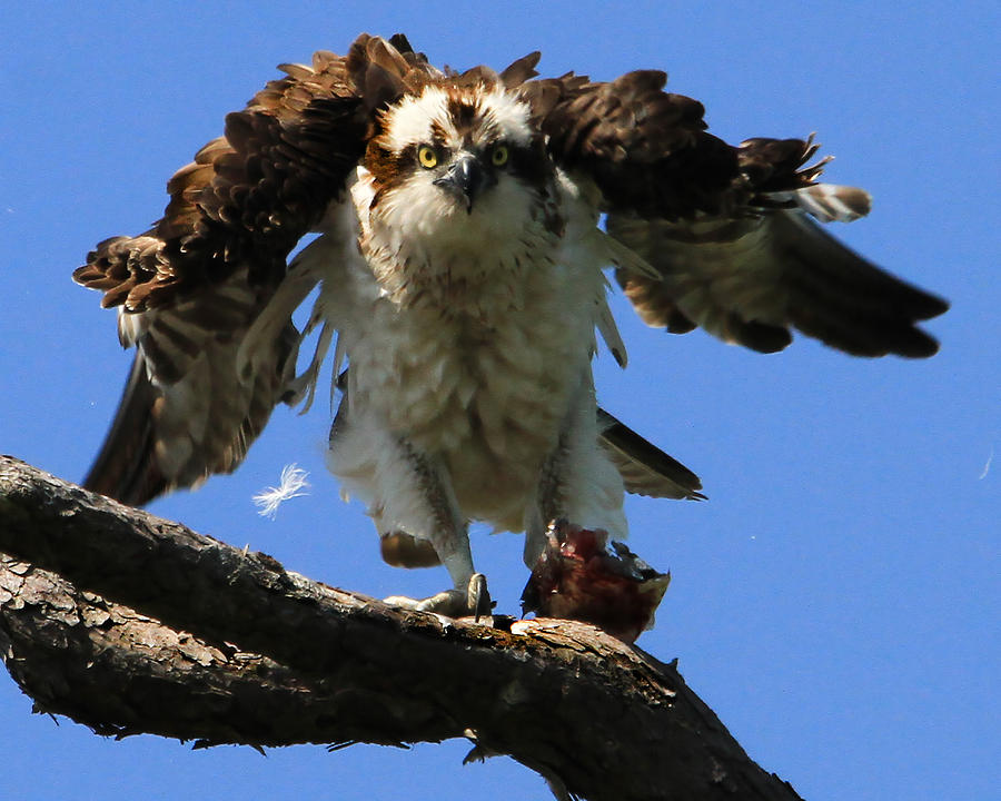 Mad Osprey Photograph by Roger Becker