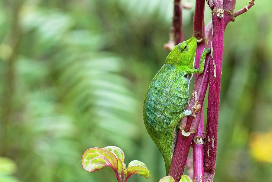 Madagascan Chameleon On A Branch Photograph by Philippe Psaila/science ...