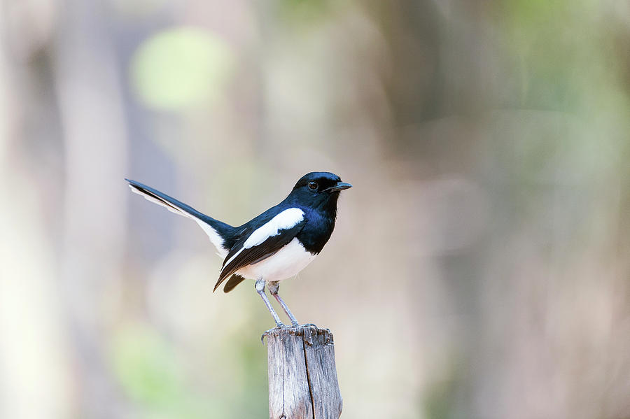 Nature Photograph - Madagascan Magpie-robin Male by Dr P. Marazzi