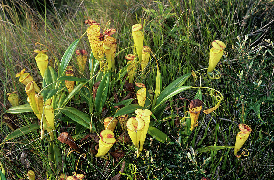 Madagascan Pitcher Plant Photograph by Sinclair Stammers/science Photo Library