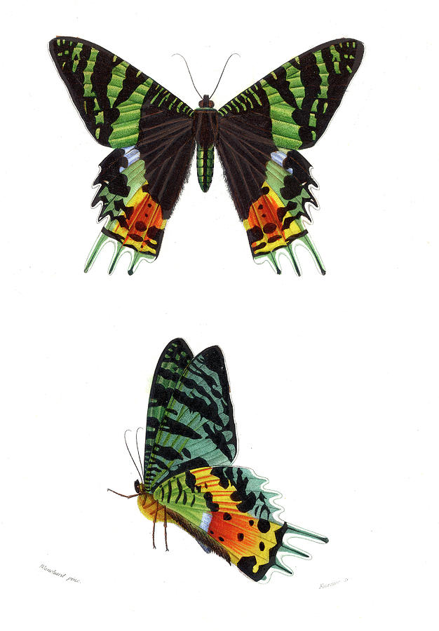 Madagascan Sunset Moth Photograph by Collection Abecasis