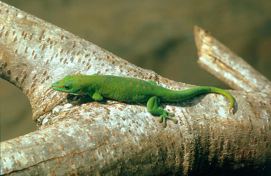 Madagascar Day Gecko Photograph by Howard Uible