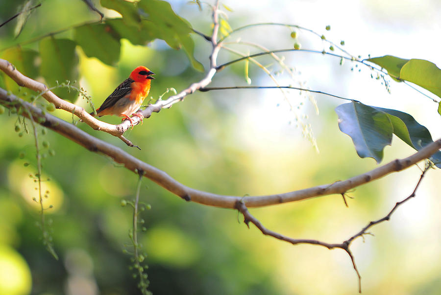 Nature Photograph - Madagascar Fody aka Red Cardinal Fody by Jenny Rainbow