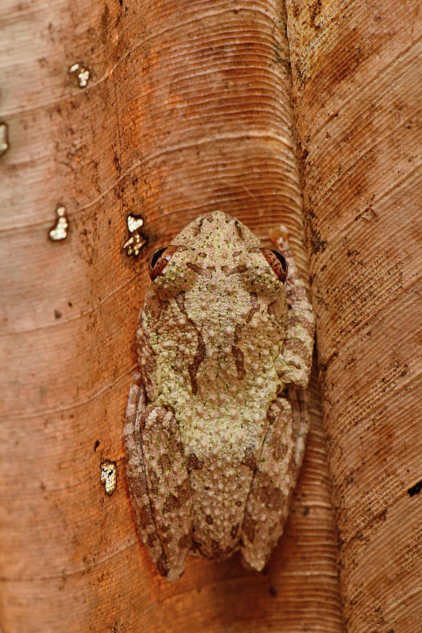 Madagascar Frog Photograph by Francesco Tomasinelli