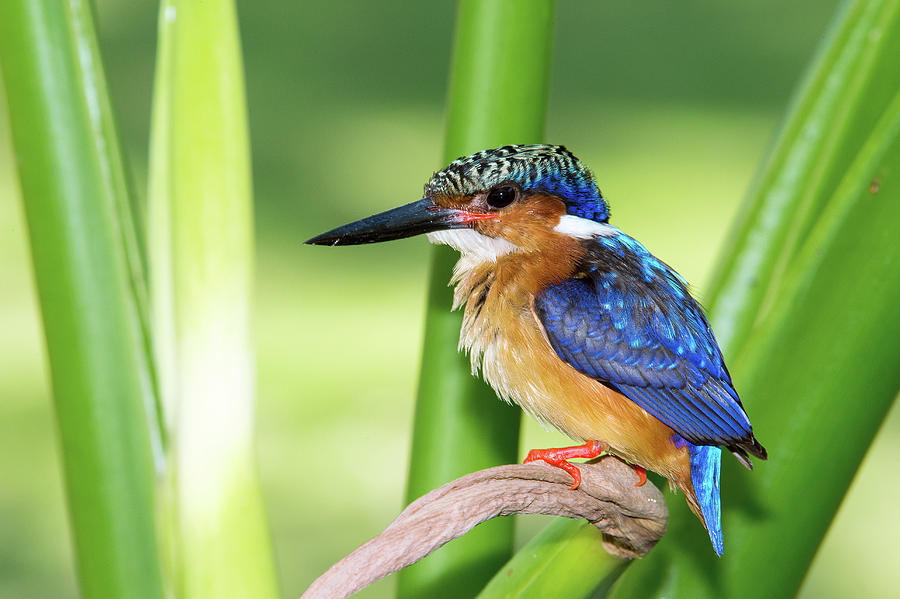 Madagascar Kingfisher Photograph by Dr P. Marazzi