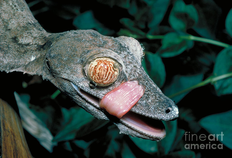 Madagascar Leaf-tailed Gecko Photograph by Gregory G. Dimijian