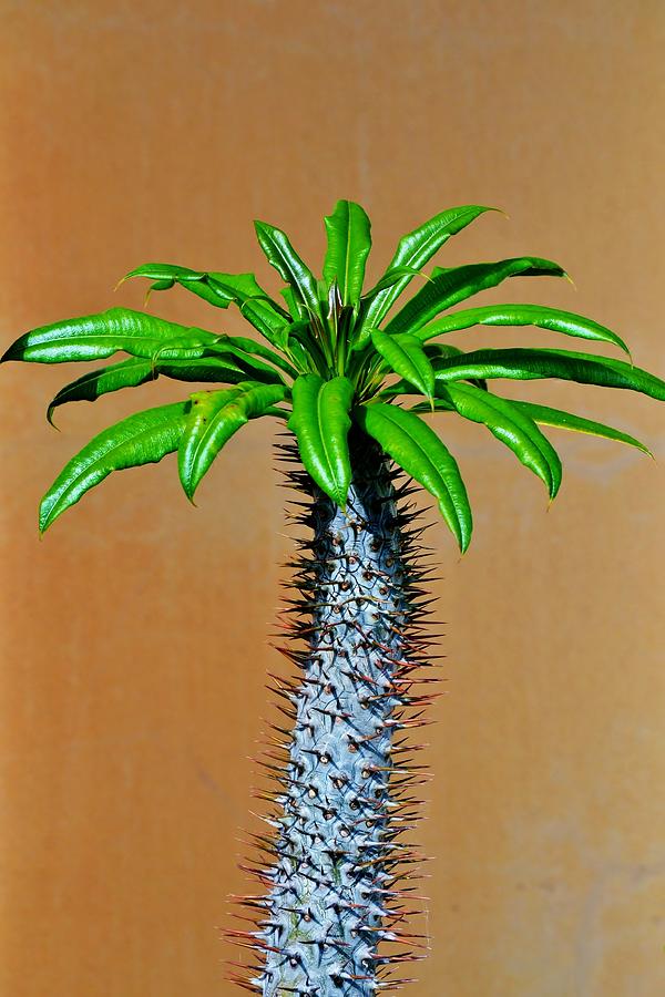 Madagascar Palm Tree Photograph by Werner Lehmann