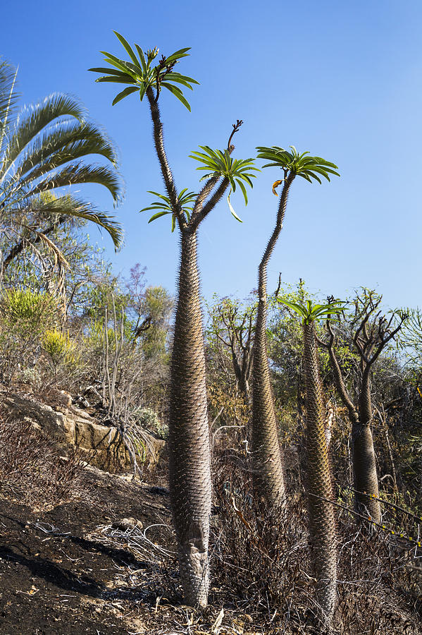 Madagascar Palm Trees Madagascar Photograph by Konrad Wothe