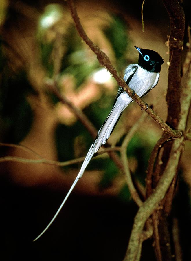 Wildlife Photograph - Madagascar Paradise Flycatcher Male by Tony Camacho/science Photo Library