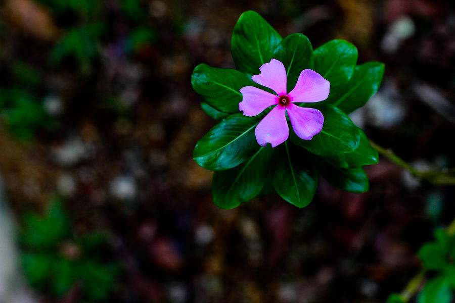 Madagascar Periwinkle Photograph - Madagascar Periwinkle Singapore Flower by Donald Chen Madagascar Periwinkle Photograph - Madagascar Periwinkle Singapore Flower by Donald Chen