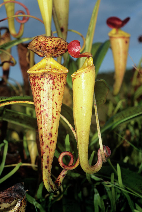 Madagascar Pitcher Plant Photograph by Sinclair Stammers/science Photo Library