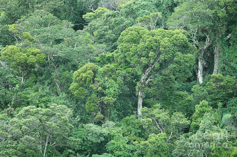 Madagascar Rainforest Photograph by Art Wolfe