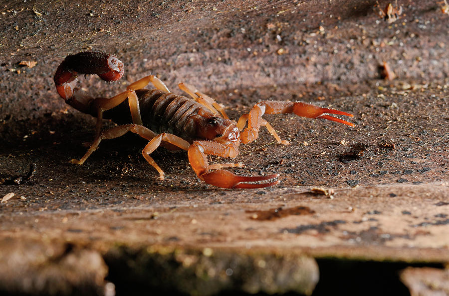 Madagascar Scorpion Photograph by Francesco Tomasinelli