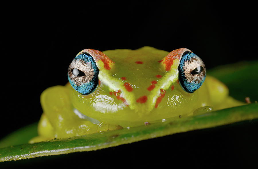 Madagascar Treefrog Photograph by Francesco Tomasinelli