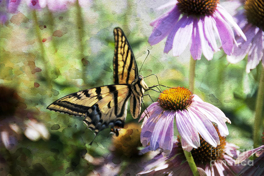 Madame Butterfly Photograph by Juli Scalzi