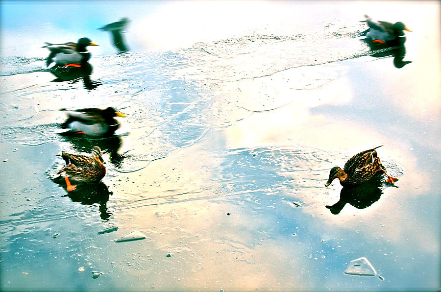 Madcap Ducks Photograph by HweeYen Ong