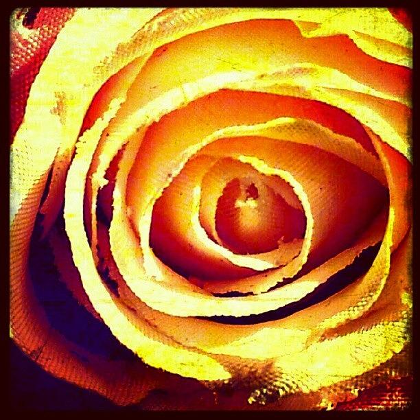 Rose Photograph - Made Of Cloth Not Memories by Katrise Fraund