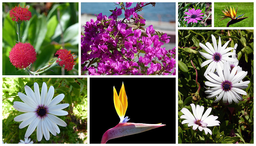 Madeiran Flower Collage Photograph by Lynn Bolt