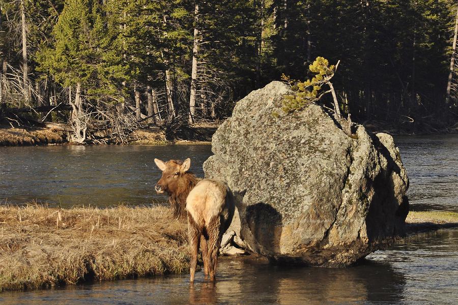 Elk Hide Photograph - Madison River Elk by Brent Easley