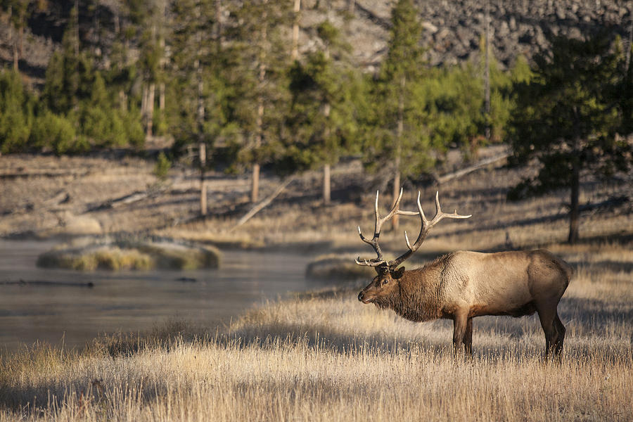 Madison River Elk Photograph by D Robert Franz