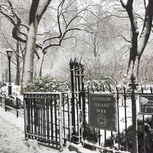 Park Photograph - #madisonsquare #park After Some Of This by Bryan Burton