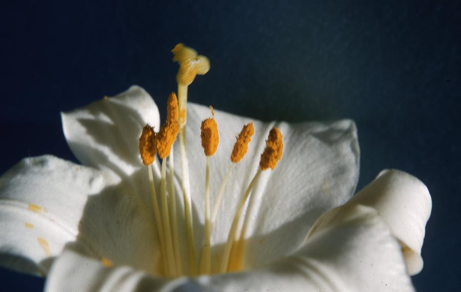 Madonna Lily Photograph by Retro Images Archive