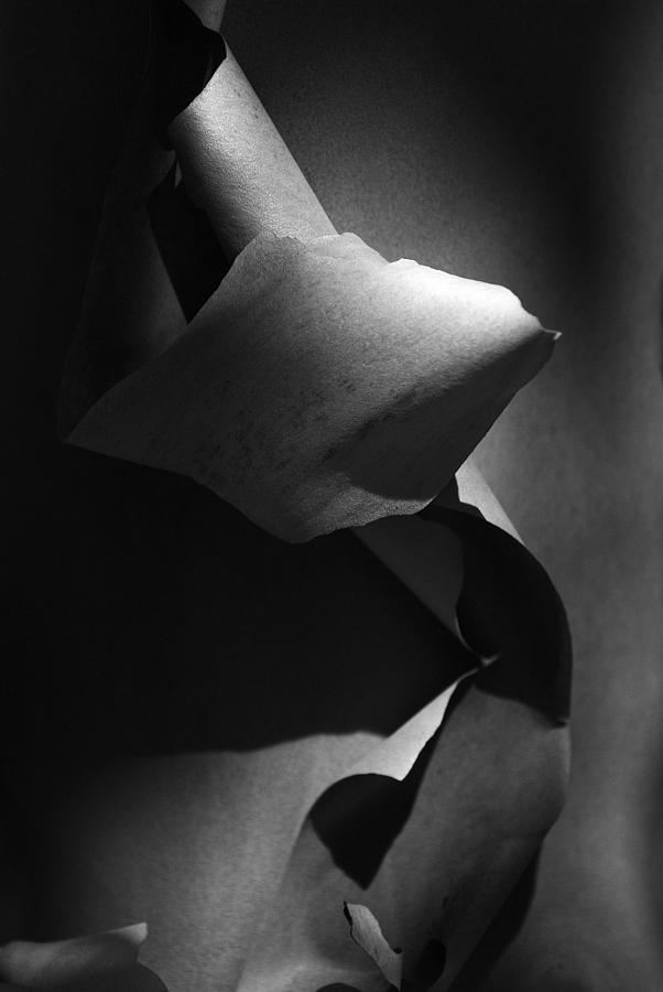 Madrona Bark black and white Photograph by Yulia Kazansky