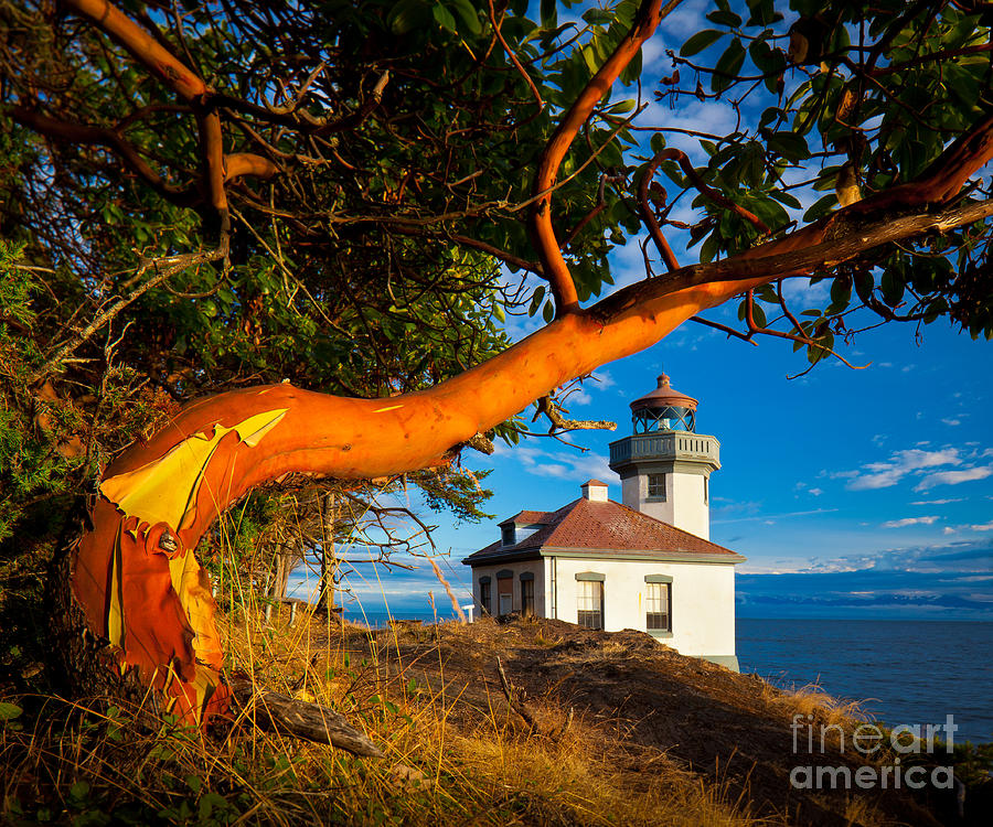 Madrone and Lighthouse Photograph by Inge Johnsson