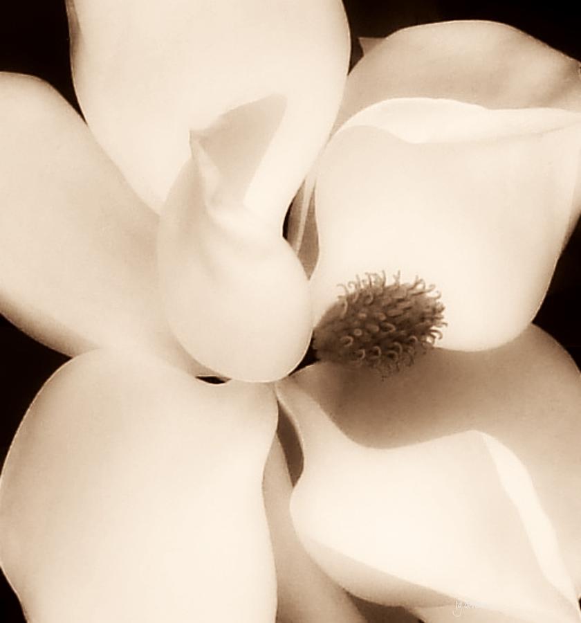 Magnolia Ginormous Digital Art by Tg Devore