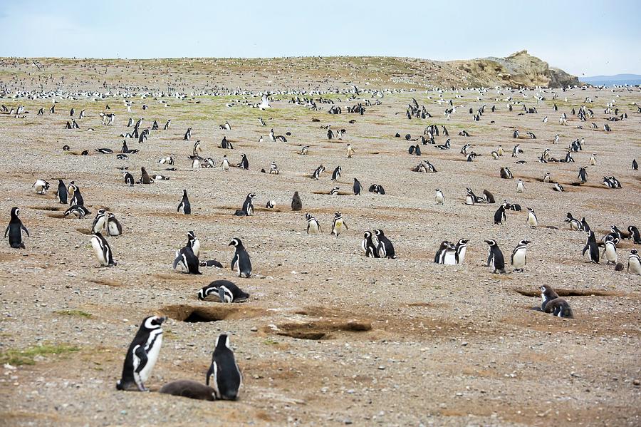 Nature Photograph - Magellanic Penguin Colony by Peter J. Raymond