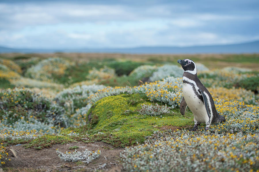 Magellanic Penguin In Patagonia, Chile Photograph by Edwin Remsberg
