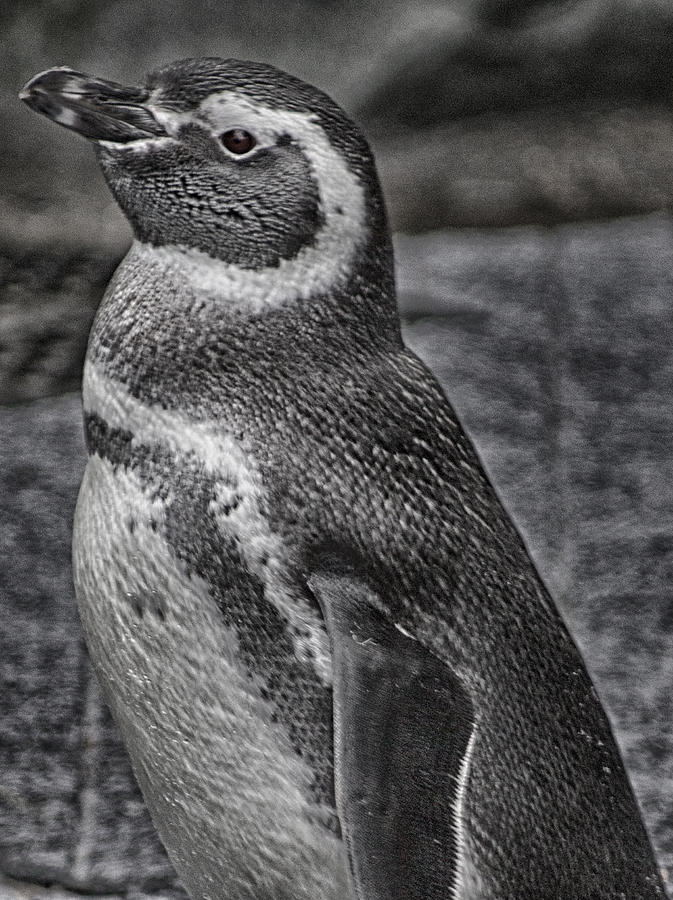 Magellanic Penguin Photograph by Leah Palmer