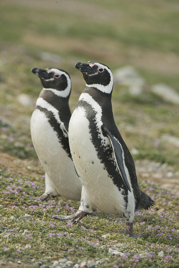 Magellanic Penguin Pair Courting Chile Photograph by Kevin Schafer